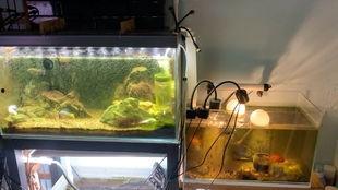 国产水陆鱼缸效果图视频,创意融合，打造生态家居新风尚