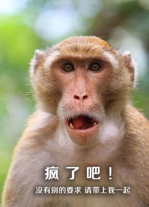 猴子能上国产布雷博嘛视频,猴子挑战极限，勇攀科技高峰